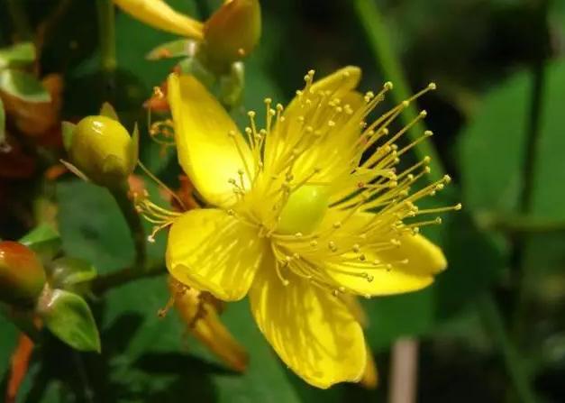 這類觀花樹(shù)木，為何能在園林景觀中長(zhǎng)盛不衰？