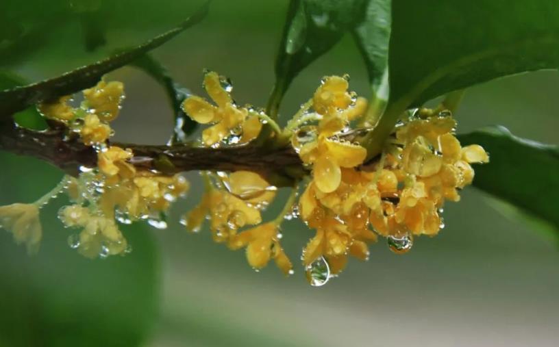 春季桂花移栽修剪有訣竅，襄陽園林綠化公司親傳經(jīng)驗(yàn)，來年花多枝密長勢好