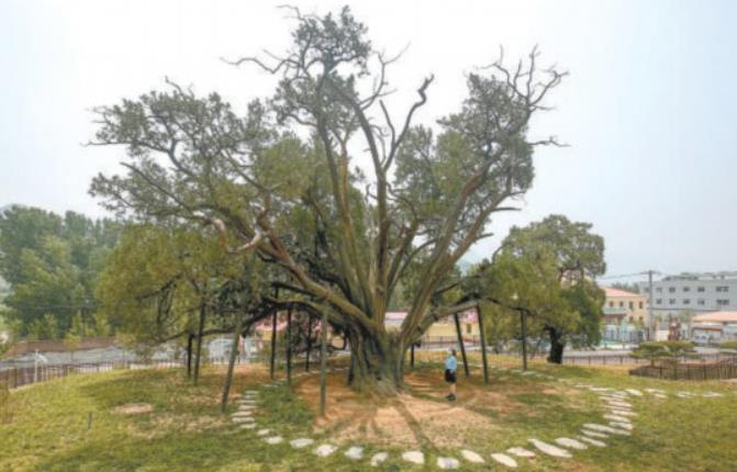 北京明年再建20處古樹公園 探索本體與生境統(tǒng)一保護模式