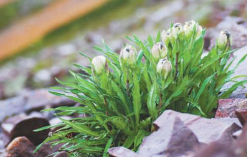 冰天雪地，為何也有植物開花？